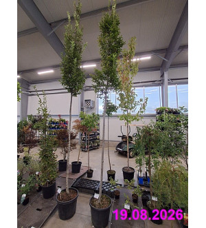 Carpinus betulus 'Fastigiata' C 30 L